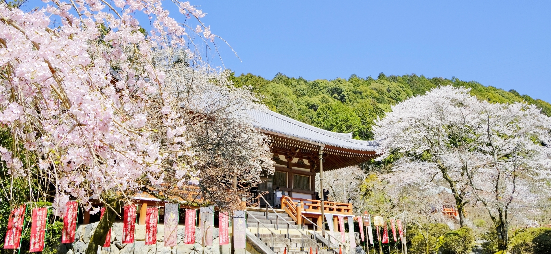 醍醐寺の桜