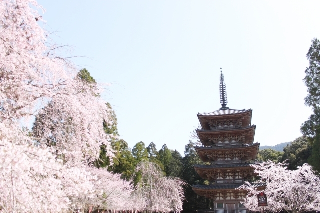 醍醐寺の建物と桜