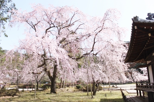 醍醐寺のしだれ桜