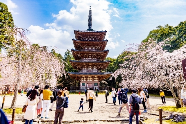 醍醐寺の五重塔と桜
