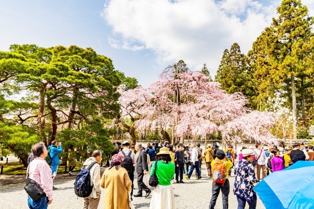 醍醐寺のお花見風景