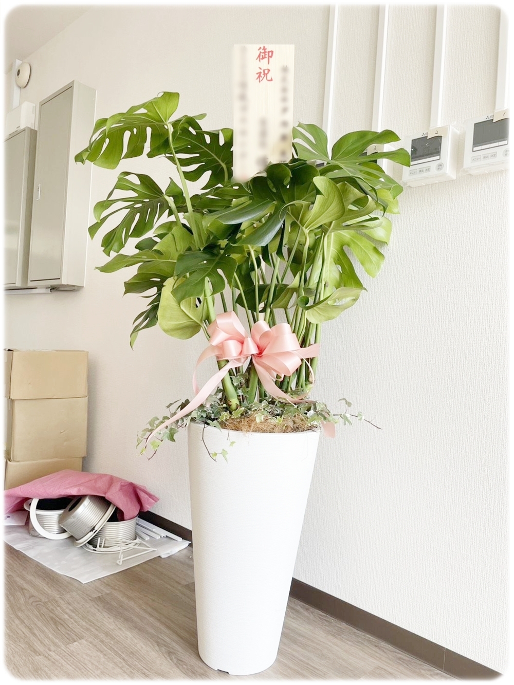 開店祝いに人気のモンステラの観葉植物 京都 醍醐