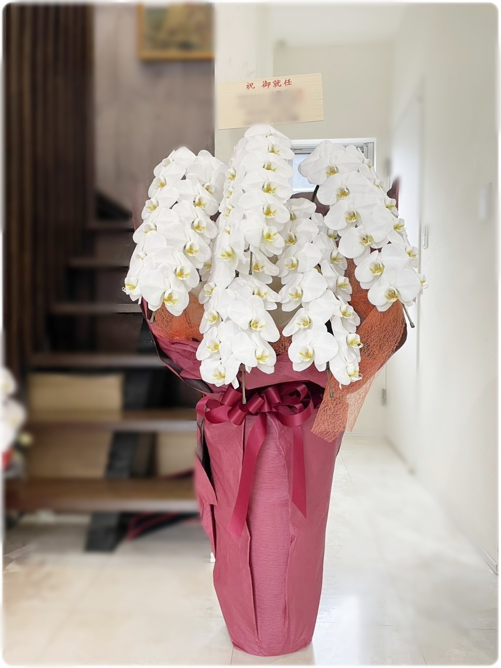 京都の就任祝いで贈られた白い胡蝶蘭の大きめサイズ。存在感のある豪華な胡蝶蘭の事例です。