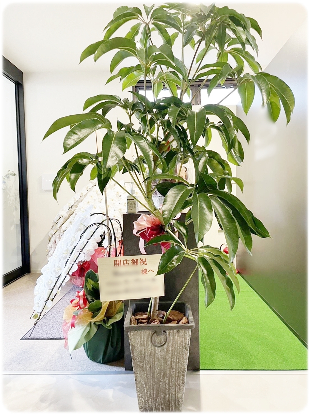 開店祝いの大型観葉植物 シェフレラ 京都 伏見区