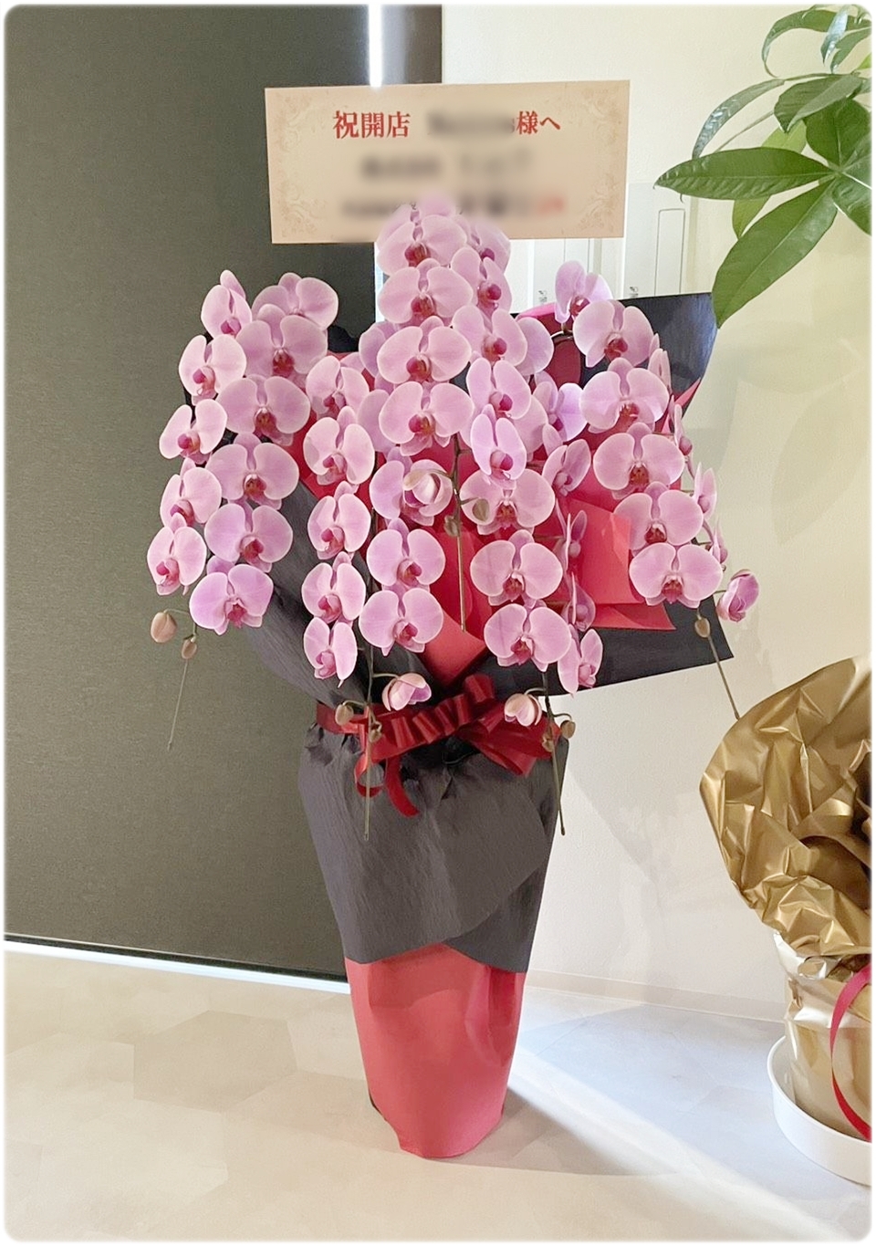 京都で開店祝いに選ばれたピンクの胡蝶蘭。やさしく華やかな印象の胡蝶蘭の納品事例です。