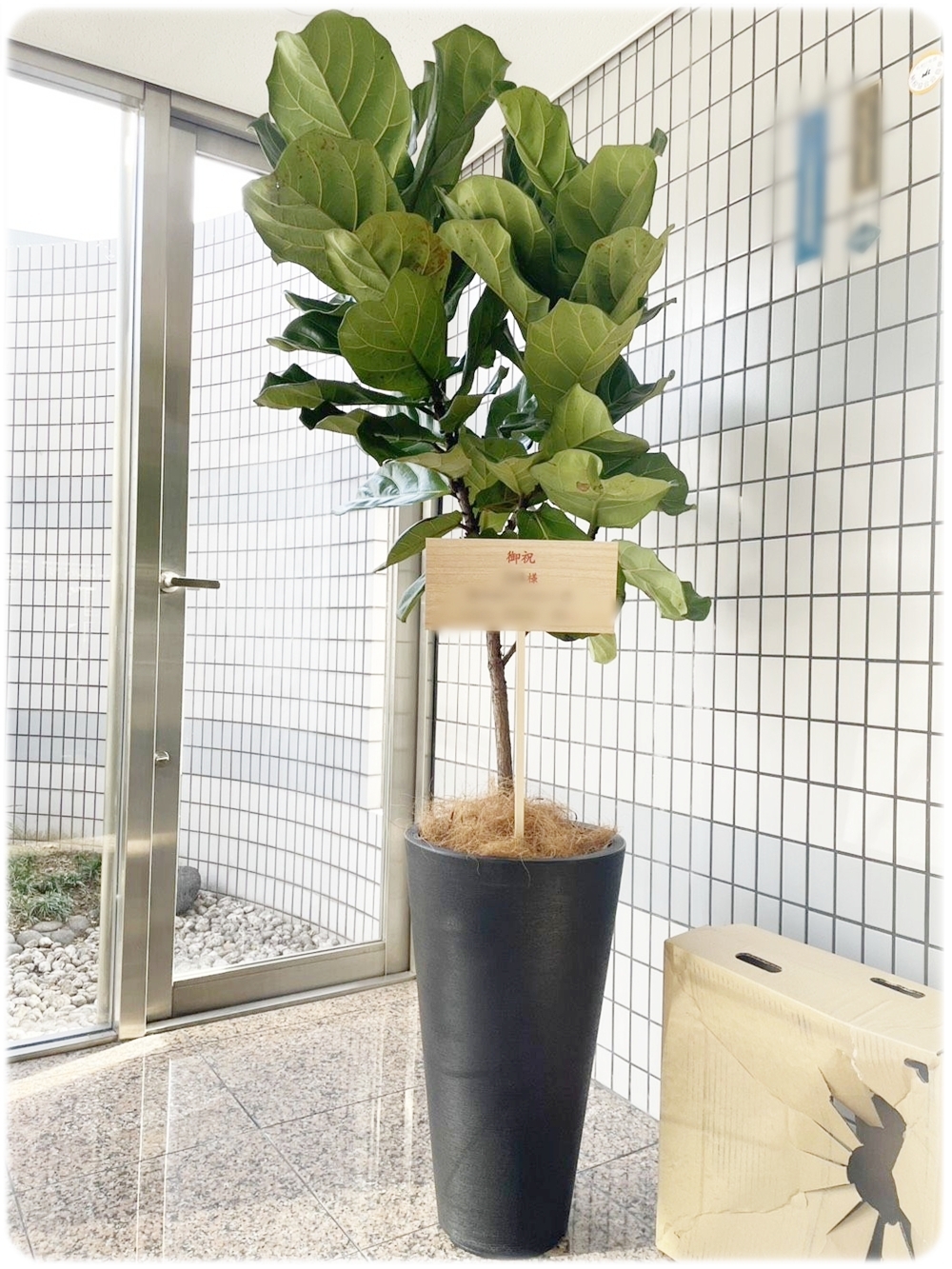 開店祝いのフィカス・ウンベラータ 京都