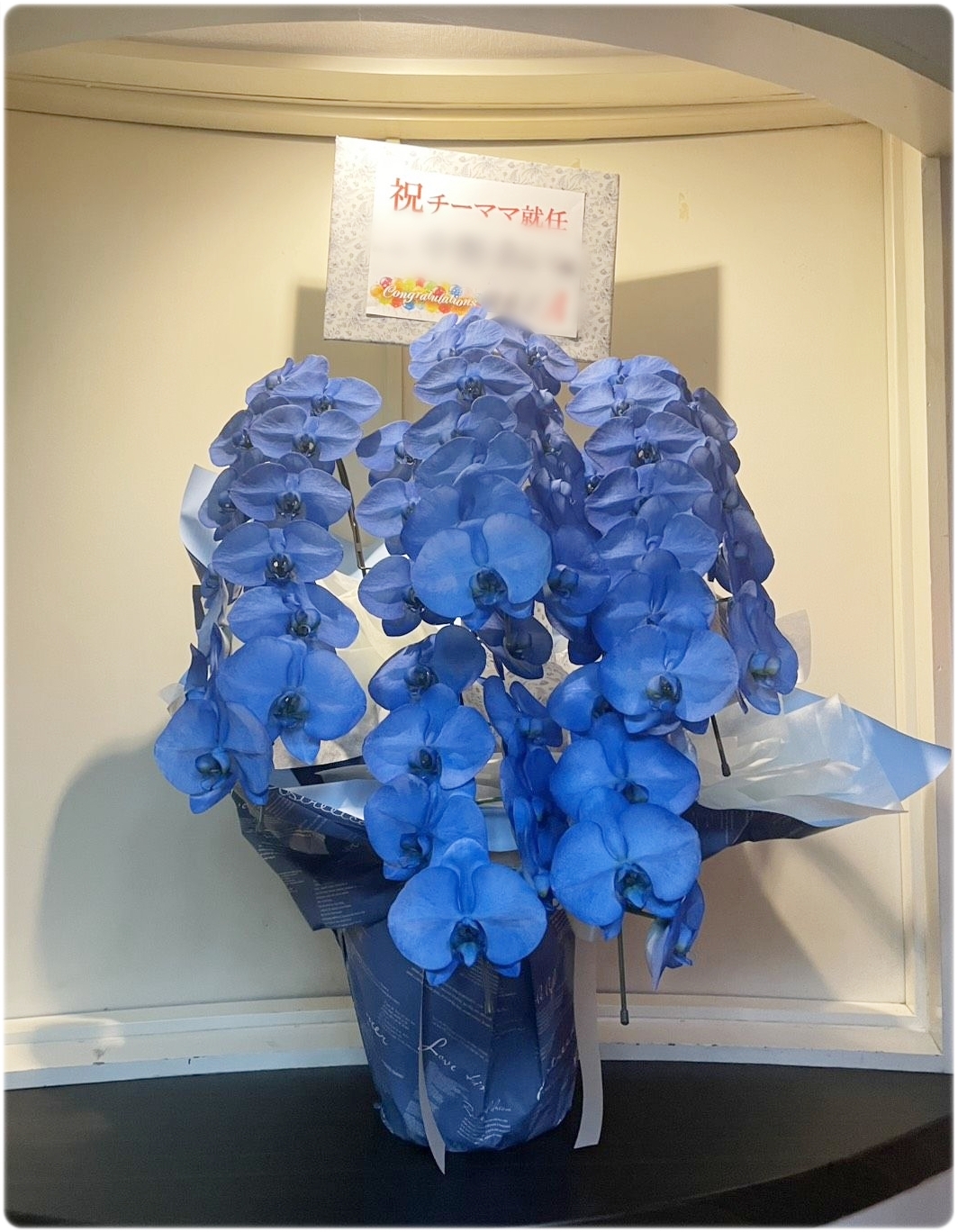 京都で相談できる珍しいブルーの胡蝶蘭。個性的で印象に残る胡蝶蘭の納品事例です。