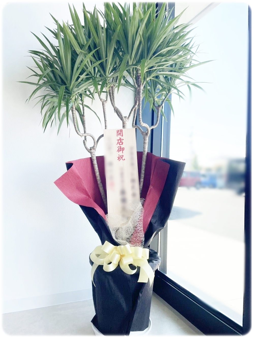 開店祝いのドラセナ・コンシンネ 京都