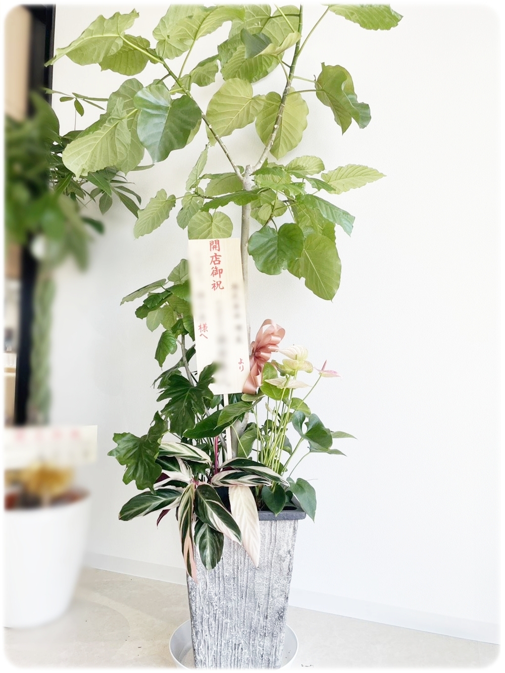 開店祝いのフィカス・ウンベラータ寄せ植え 京都