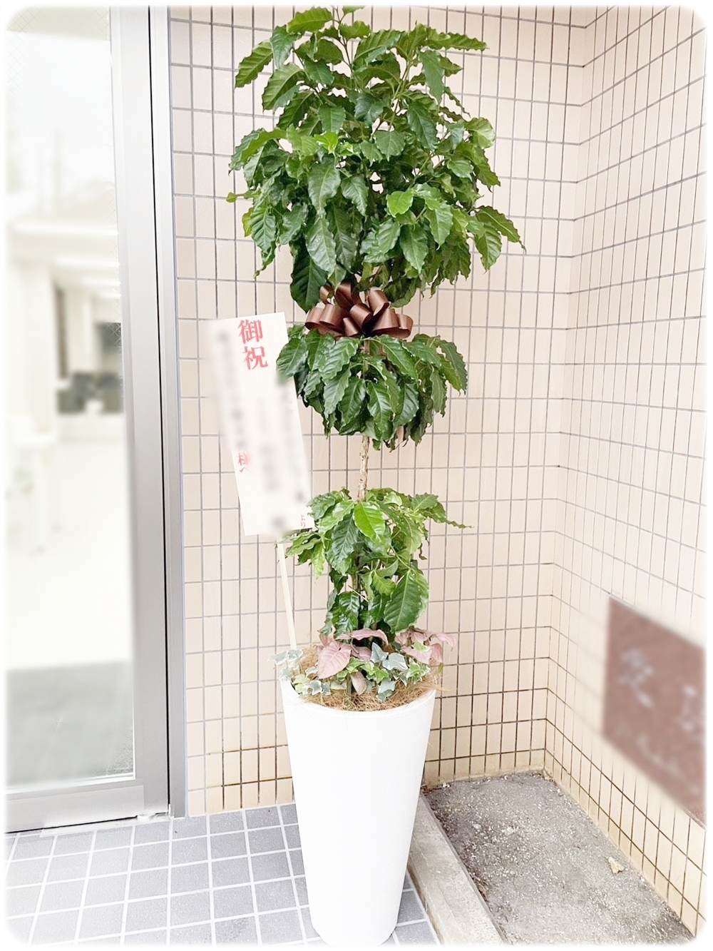 開店祝いに人気のコーヒーの木 京都