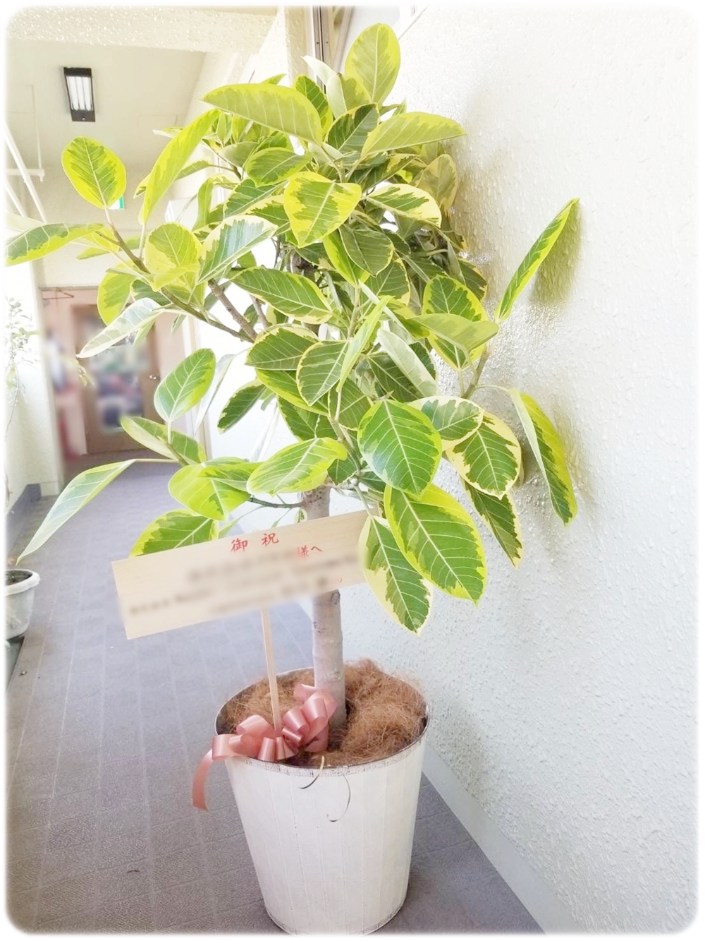 開店祝いのフィカス・アルテシマ 京都 醍醐