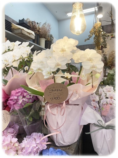 S__9535495_0 S__9535495_0