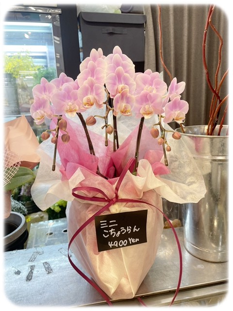 S__9535496_0 S__9535496_0